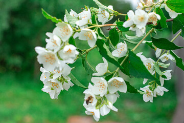 Blooming jasmine bush, bees on flowers, summer