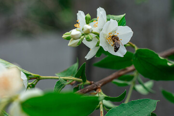 Blooming jasmine bush, bees on flowers, summer