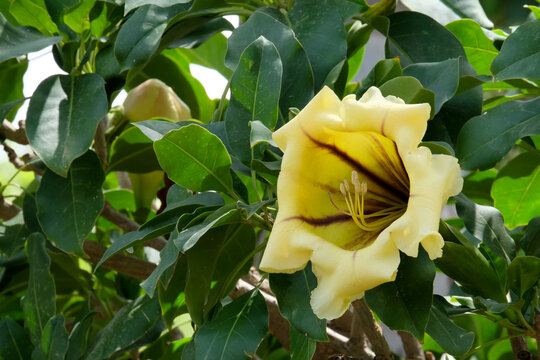 Flower of exotic liana Solandra (Solandra grandiflora)