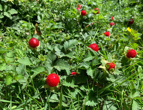 False wild strawberry plant (Duchesnea indica) in the garden