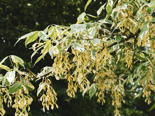 Acer negundo 'Variegatum', érable négundo panaché aux fleurs femelles pendantes en grappes jaune...