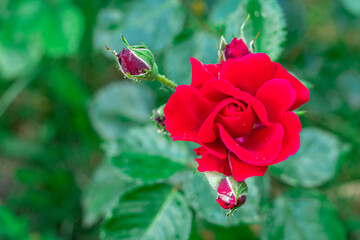 Fototapeta premium Red rose with buds and green leaves in the summer garden