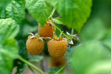 Rubus idaeus Golden Queen yellow raspberries on shrub branches, group of tasty ripened fruits,...