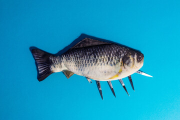 Dead fish. Fish with sticking scissors from the abdomen. Dead fish.