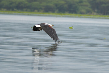 African Fish Sea Eagle Catching Fish Lake Hunting Haliaeetus vocifer
