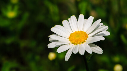 Garden daisies (лат. Leucanthemum vulgare) on a natural background. Flowering of daisies. Oxeye daisy, Daisies, Dox-eye, Common daisy, Dog daisy, Moon daisy. Gardening concept