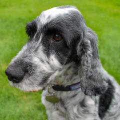 Fototapeta premium English pet cocker spaniel Dog