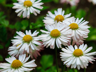 Fototapeta premium Double daisies on natural background. White daisies in the garden. Beautiful flowers of daisies