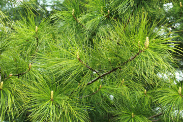 Natural background of cedar branches with young cones