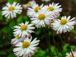 Double daisies on natural background. White daisies in the garden. Beautiful flowers of daisies
