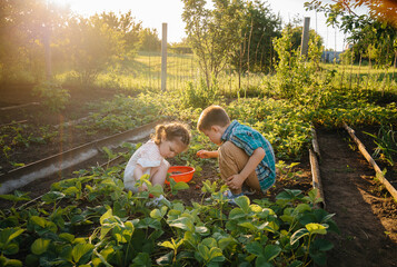 Cute and happy little brother and sister of preschool age collect and eat ripe strawberries in the garden on a Sunny summer day. Happy childhood. Healthy and environmentally friendly crop - obrazy, fototapety, plakaty