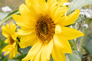 Yellow sunflower close up