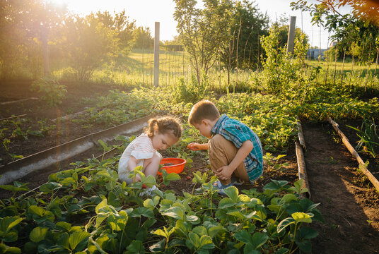 Cute and happy little brother and sister of preschool age collect and eat ripe strawberries in the garden on a Sunny summer day. Happy childhood. Healthy and environmentally friendly crop