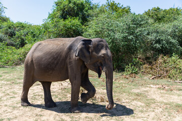 Fototapeta na wymiar Close up of elephant in a Udawalawe National Park of Sri Lanka
