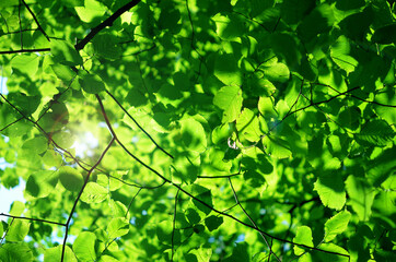 Fototapeta na wymiar green leaves bright foliage and sun rays bottom view natural background