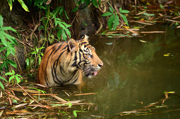 Fototapeta na wymiar Sumatera tiger in water