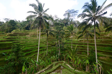 Fototapeta na wymiar rice field in Tegalalang, Bali, Indonesia