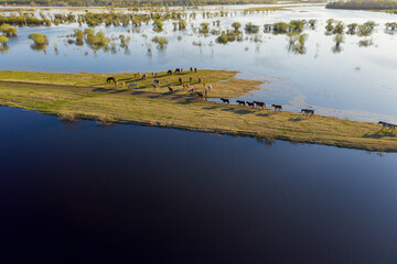 The horse herd graze along the shore of the lake. Wild horses in nature