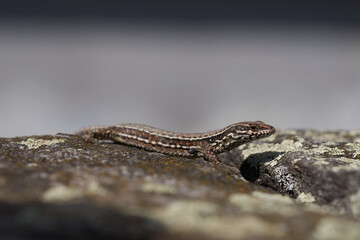 Sand lizard Lacerta agilis Reptile Close up Portrait Clear