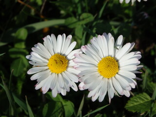 Obraz premium OLYMPUS DIGITAL CAMERA