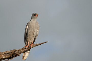 Goshawk eastern pale chanting goshawk or Somali chanting goshawk Melierax poliopterus Dark chanting goshawk Melierax metabates