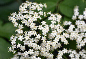 Holunderblüten im Frühling