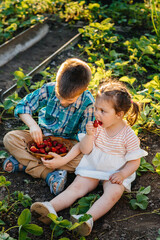 Cute and happy little brother and sister of preschool age collect and eat ripe strawberries in the...