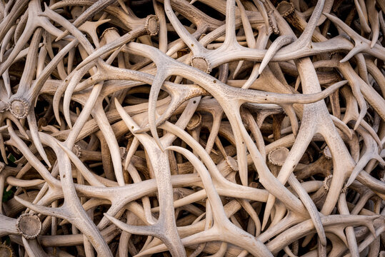 Stack of elk antlers in Jackson, Wyoming, creating an abstract background for hunting or wildlife