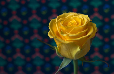 Fototapeta premium Yellow rose on a background with a pattern