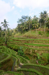 Fototapeta na wymiar rice terraces in Tegal Alang, Bali, Indonesia