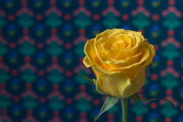 Yellow rose on a background with a pattern