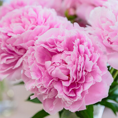 Peony close up. Pink background made of peony flowers. Pastel soft colors. Floral background.