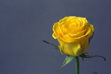 Yellow rose on a homogeneous background