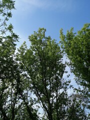 trees and sky