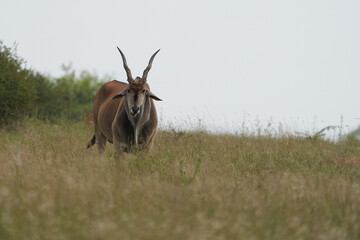 Common eland Taurotragus oryx also known as southern eland or eland antelope in savannah and plains...
