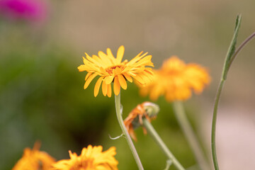 Yellow flowers in garden with out of focus elements