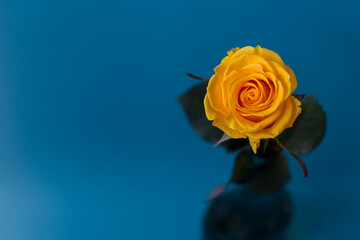 Yellow rose on a blue background. Macro shooting.
