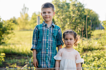 Cute and happy little brother and sister of preschool age collect and eat ripe strawberries in the garden on a Sunny summer day. Happy childhood. Healthy and environmentally friendly crop