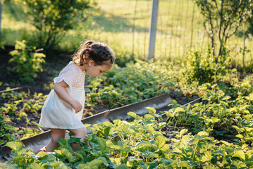 Naklejka na ściany i meble A cute and happy preschool girl collects and eats ripe strawberries in a garden on a summer day at sunset. Happy childhood. Healthy and environmentally friendly crop
