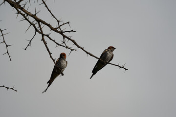 Ggreater striped swallow Cecropis cucullata Couple on a tree
