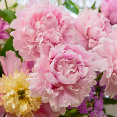 Peony close up. Pink background made of peony flowers. Pastel soft colors. Floral background.
