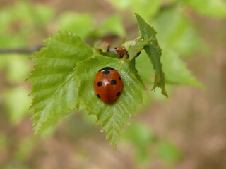 OLYMPUS DIGITAL CAMERA © Kamil