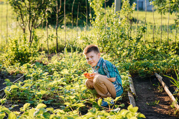 A cute and happy preschool boy collects and eats ripe strawberries in a garden on a summer day at sunset. Happy childhood. Healthy and environmentally friendly crop