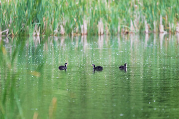 chicken of water bird Eurasian coot, Fulica atra on pond with spring green reflection. Czech Republic, Europe Wildlife