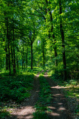 Obraz premium Szlak turystyczny przez nasłoneczniony las liściasty w Austrii