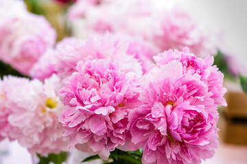 Obraz premium Blossoming delicate pink peony blooming flowers of peonies background, pastel and soft bouquet floral card, selective focus