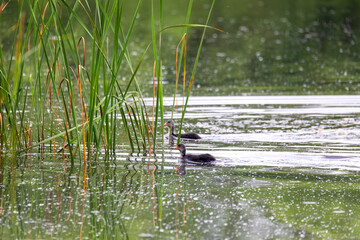 chicken of water bird Eurasian coot, Fulica atra on pond with spring green reflection. Czech Republic, Europe Wildlife