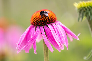 Bee on a flower with out of focus elements