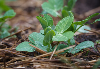 Young pea sprouts in morning dew on an organic farm.