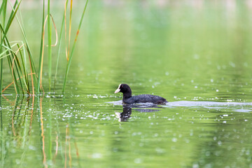 water bird Eurasian coot, Fulica atra on pond with spring green reflection. Czech Republic, Europe Wildlife